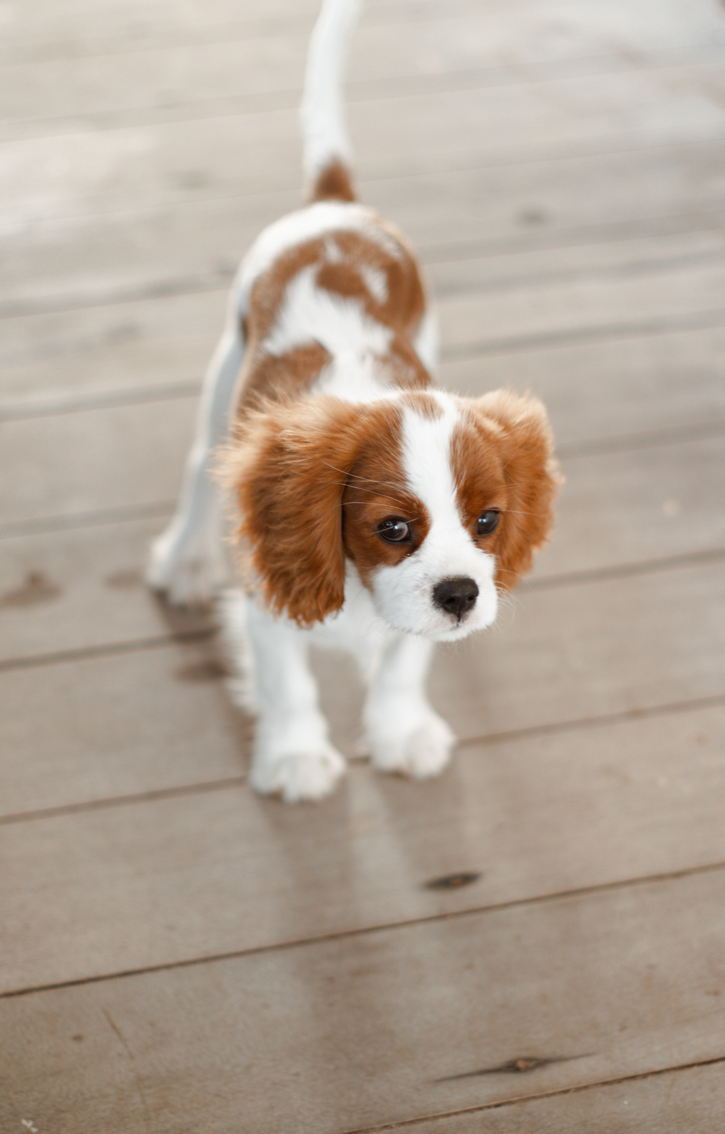 Cavalier King Charles Spaniel Breed Info